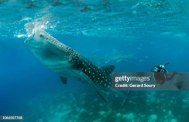 a whale shark feeding on shrimps at the surface, watched by a scuba diver - walvishaai stockfoto's en -beelden