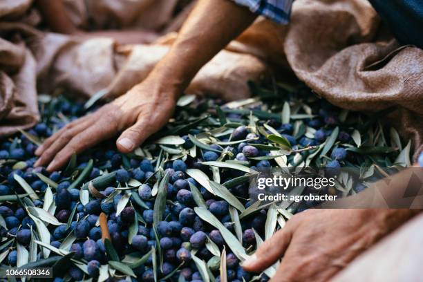 tempo di raccolta delle olive - oliva foto e immagini stock