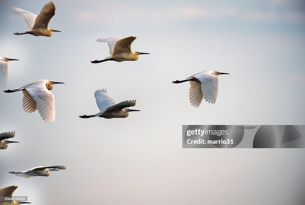 Leiderschap concepten