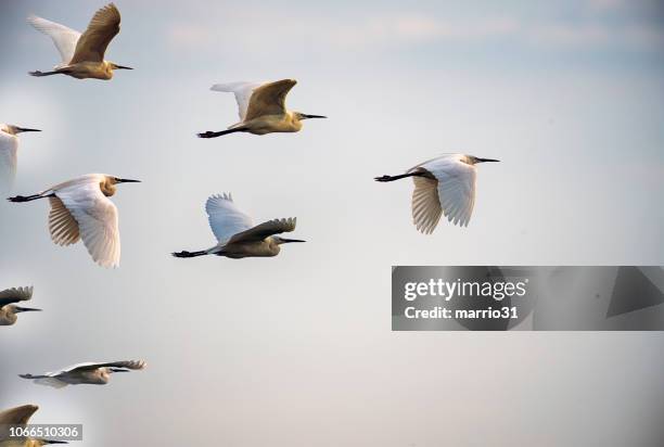 leadership concepts - ir atrás de imagens e fotografias de stock