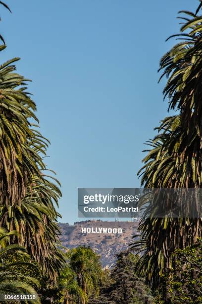 los angeles hollywood and palm trees on a boulevard - beverly hills boulevard stock pictures, royalty-free photos & images