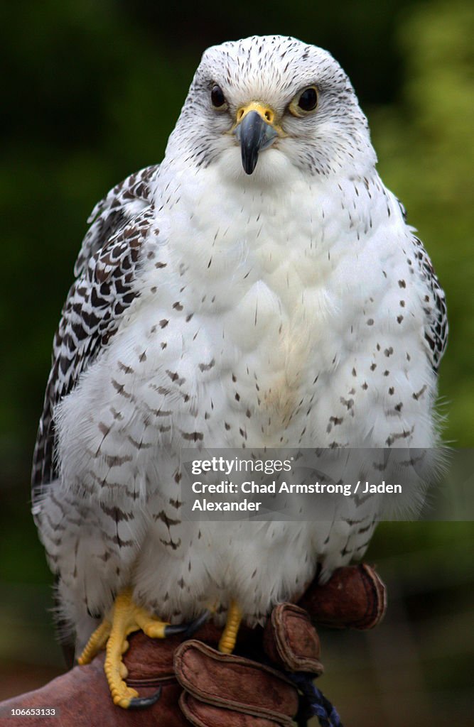 Gyrfalcon