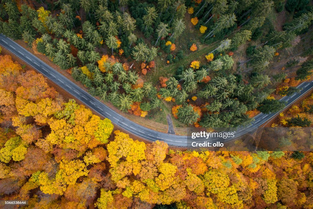 Strada attraverso la foresta autunnale - vista aerea
