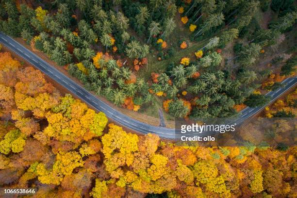 road through autumnal forest - aerial view - footpath road stock pictures, royalty-free photos & images