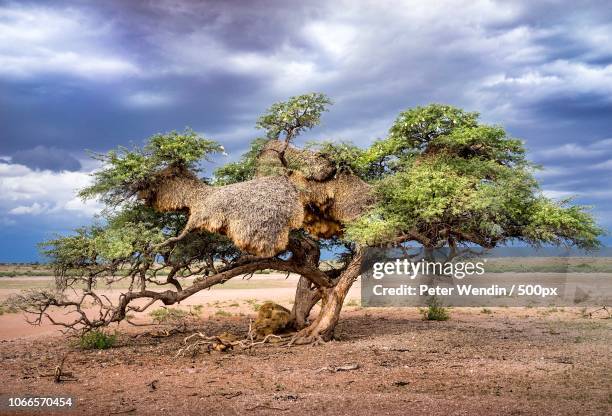 weaver bird nest - weaver birds foto e immagini stock
