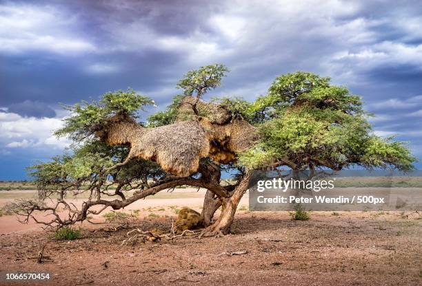 weaver bird nest - weaverbird stock pictures, royalty-free photos & images