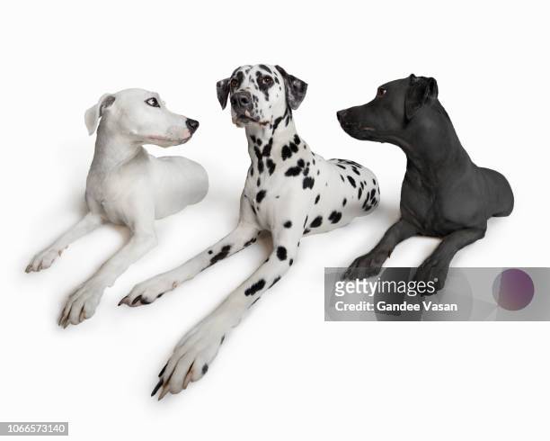 the best of both - spotted dog stock pictures, royalty-free photos & images