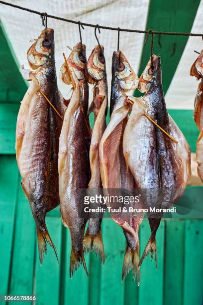 russia, siberia, irkutsk, omul fish from baikal lake - irkutsk stockfoto's en -beelden