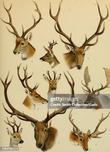 Engraving of Asiatic and European deer antlers, from the book "The great and small game of Europe, western and northern Asia and America" by Richard...