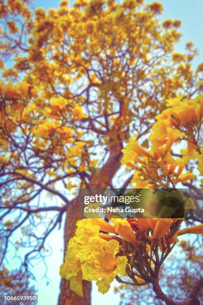 golden trumpet tree - tabebuia chrysotricha - tabebuia chrysotricha foto e immagini stock