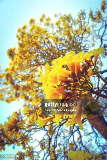 golden trumpet tree - tabebuia chrysotricha - tabebuia chrysotricha foto e immagini stock