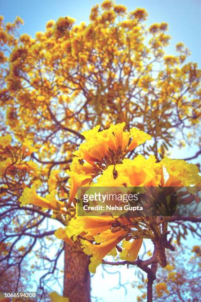 golden trumpet tree - tabebuia chrysotricha - tabebuia chrysotricha foto e immagini stock