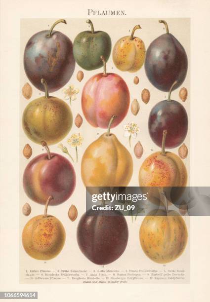 various plums with blossoms and plum stones, chromolithograph, published 1897 - plums stock illustrations