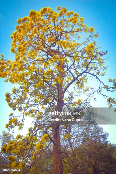 golden trumpet tree - tabebuia chrysotricha - tabebuia chrysotricha stock-fotos und bilder