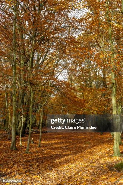 autumn colours, berkshire, uk - newbury england stock pictures, royalty-free photos & images