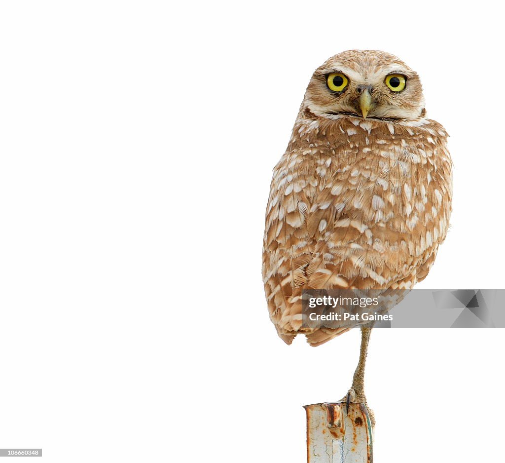 Burrowing Owl on White Background