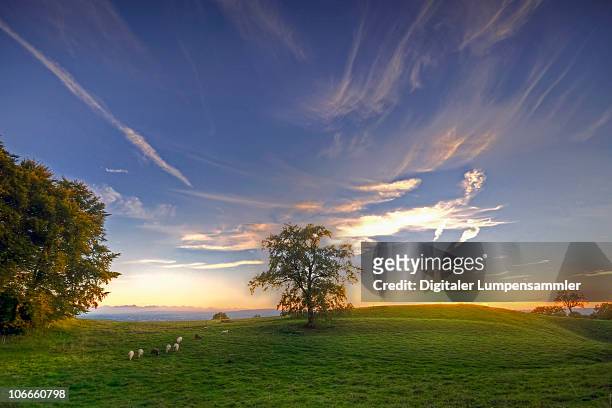 sheeps - ammersee stock pictures, royalty-free photos & images