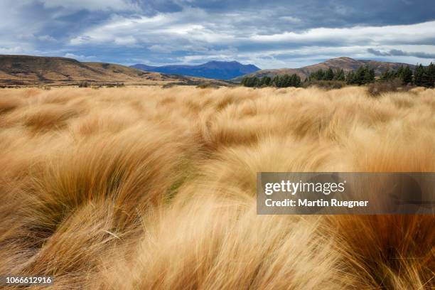 red tussock (chionochloa rubra) grass at red tussock conservation area near mossburn with dramatic sky. grass is moving in the wind. mossburn, southland, south island, new zealand, australasia, oceania. - tussocks stock pictures, royalty-free photos & images