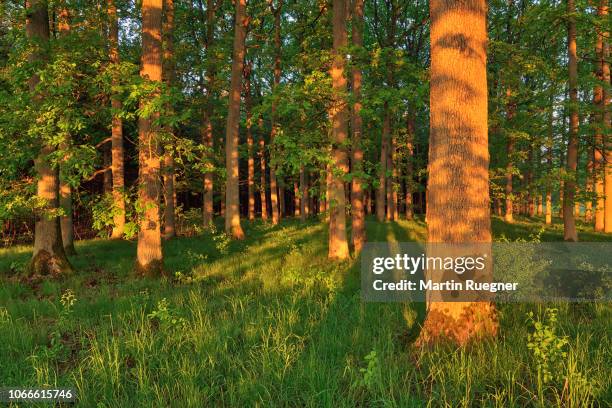 sunrise sun in forest on old oak trees. bavaria, germany. - eichenholz stock-fotos und bilder