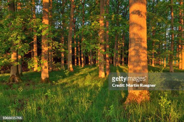 sunrise sun in forest on old oak trees. bavaria, germany. - legno di quercia foto e immagini stock