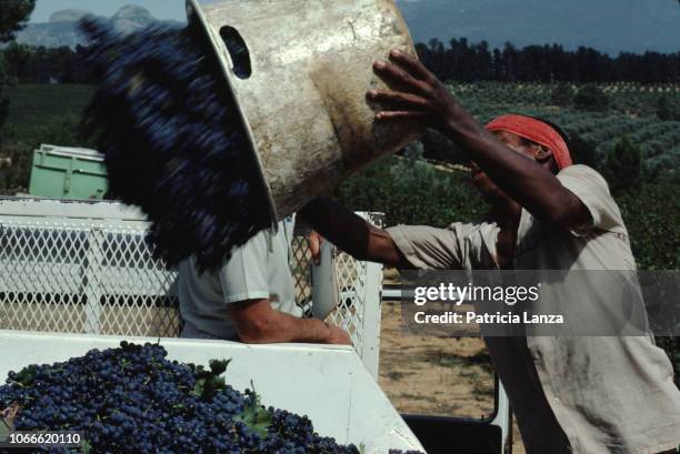 View of a man as he upends a bucket of grapes into a truck at an unidentified vineyard, Stellenbosch, South Africa, April 1985.