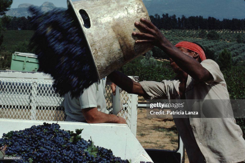 Harvesting Grapes At A Vineyard