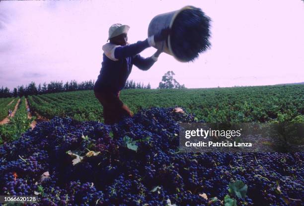 View of a man as he upends a bucket of grapes into a truck at an unidentified vineyard, South Africa, April 1985.