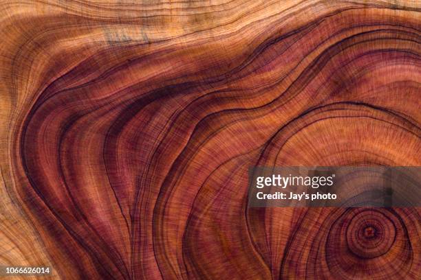 wood pattern - tree trunk - fotografias e filmes do acervo