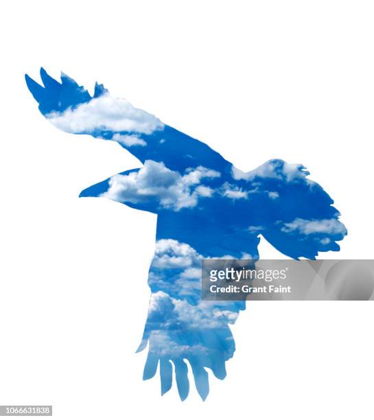 view of crow and cloud field. - raven bird stockfoto's en -beelden