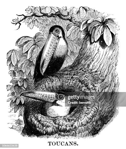 toucans - amazon stock illustrations