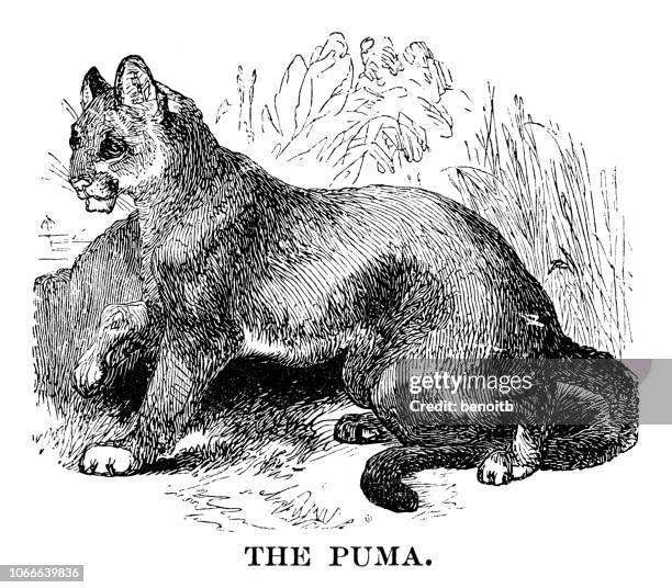puma - puma stock illustrations