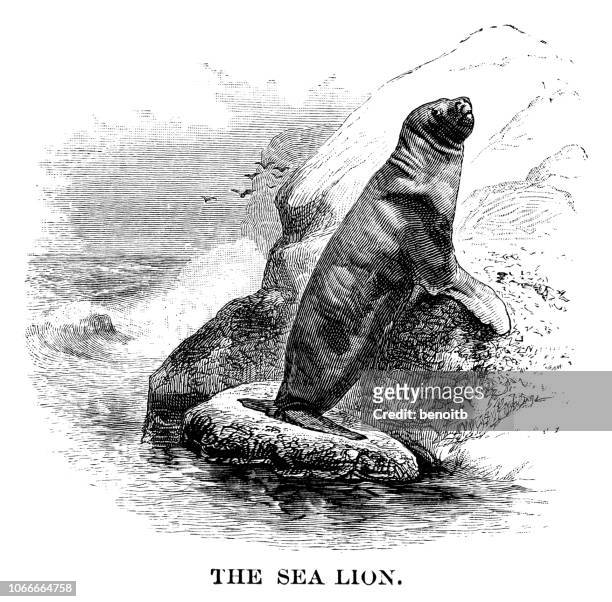 sea lion - sea lion stock illustrations