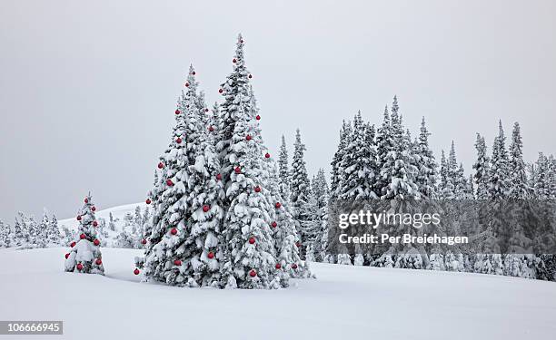 decorated trees in the christmas forest - christmas scenes stock pictures, royalty-free photos & images