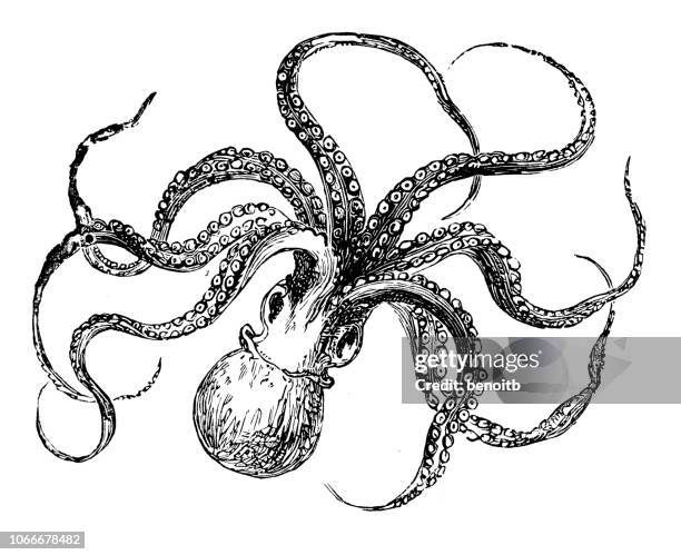 krake - octopus stock-grafiken, -clipart, -cartoons und -symbole