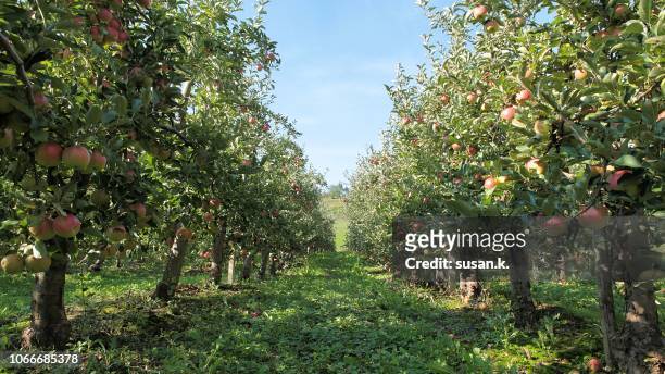 ripe apples at the orchard on the warm autumn afternoon. - fruktträdgård bildbanksfoton och bilder