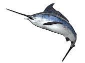 Gorgeous sailfin swordfish right side view of marlin fish 3d render