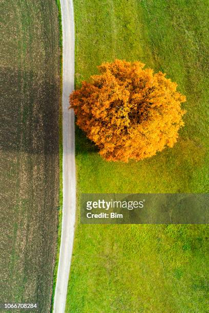 autumn tree and country road from above - treetop imagens e fotografias de stock