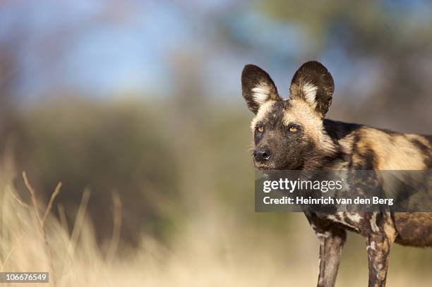 african wild dog (lycaon pictus) hunting, namibia - wild dog stock pictures, royalty-free photos & images