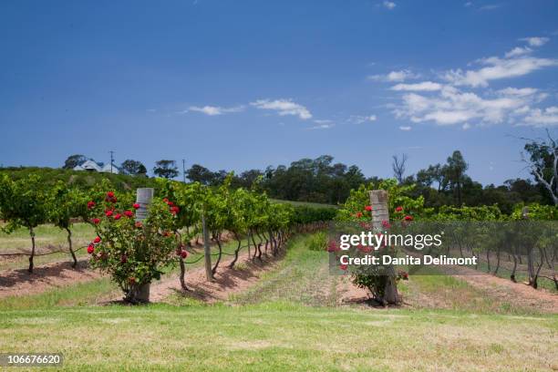 grapes growing in vineyard, hunter valley, new south wales, australia - hunter valley stock pictures, royalty-free photos & images