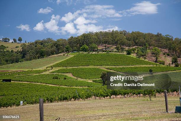 grapes growing in vineyard, hunter valley, new south wales, australia - hunter valley stock pictures, royalty-free photos & images