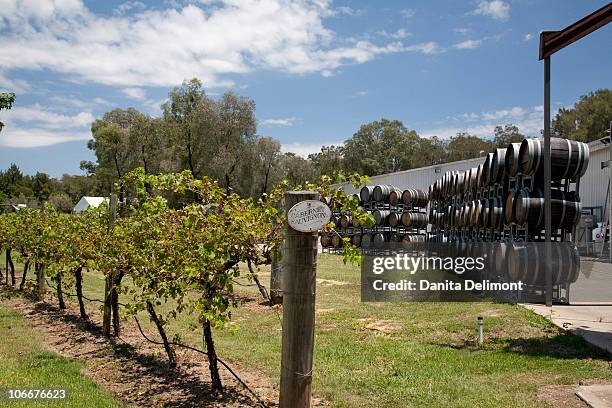 cabernet sauvignon grape vines near barrels, hunter valley, new south wales, australia - hunter valley stock pictures, royalty-free photos & images