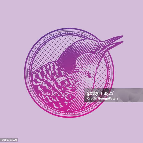 red bellied woodpecker in a circle frame design element - red bellied woodpecker stock illustrations