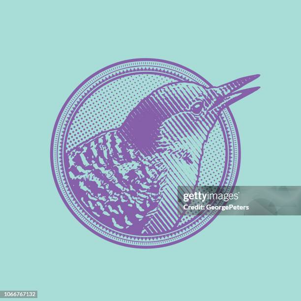 red bellied woodpecker in a circle frame design element - red bellied woodpecker stock illustrations