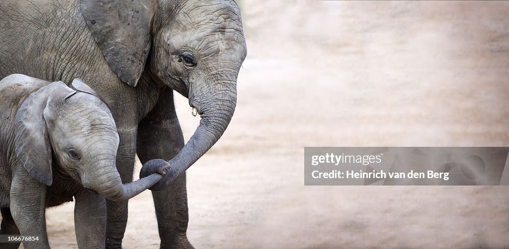 Mother with baby elephant (Loxodonta africana), Kruger National Park, Mpumalanga Province, South Africa
