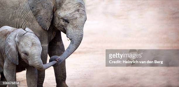 mother with baby elephant (loxodonta africana), kruger national park, mpumalanga province, south africa - kruger national park south africa stock pictures, royalty-free photos & images