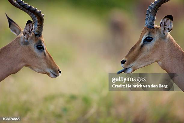 impala (aepyceros melampus) sticking out tongue, kruger national park, mpumalanga province, south africa - impala foto e immagini stock