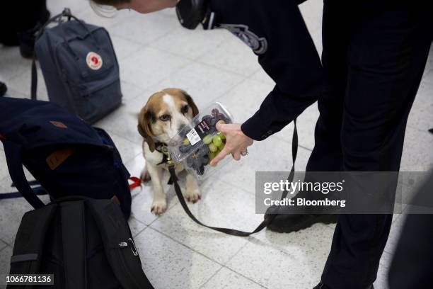 Jarvis, a beagle with the U.S. Customs and Border Protection , smells a package of grapes from a passenger's luggage at O'Hare International Airport...