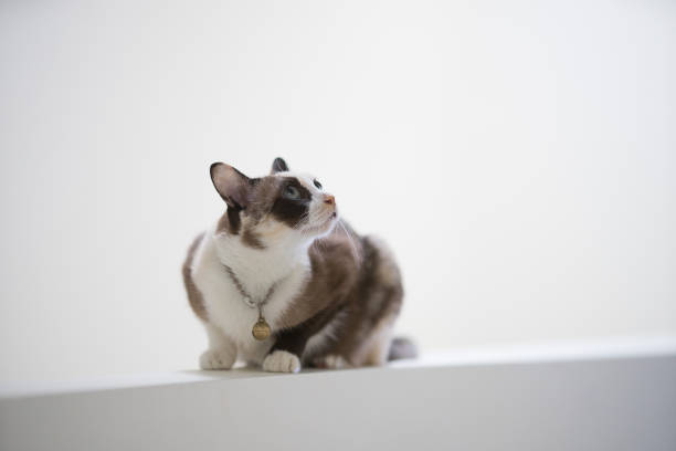 Cornish Rex cat breed