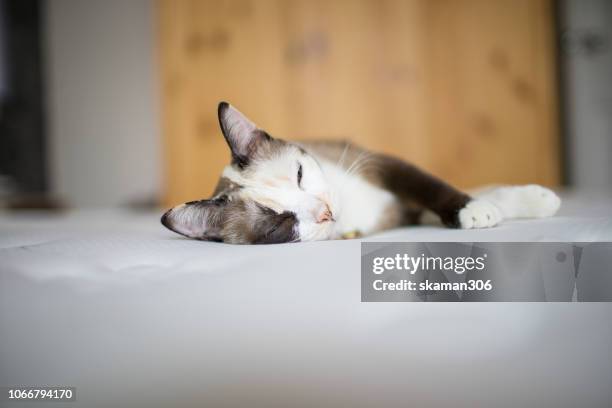 close up siamese cat kitten on the bed - cats on the bed photos et images de collection