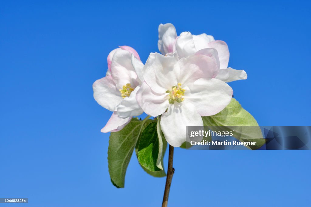 Blossom of Apple Tree (Malus domestica) against clear blue sky. Bavaria, Germany, Europe.